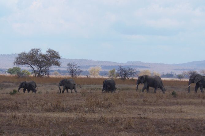 2 Days Wildlife Safari in Mikumi National Park - Frequently Asked Questions (FAQs)