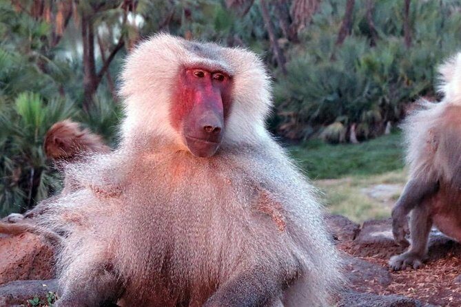 2 Days Wildlife Safari to Awash National Park - Exploring Ethiopia’s Wild Side: A Review of the 2-Day Wildlife Safari to Awash National Park