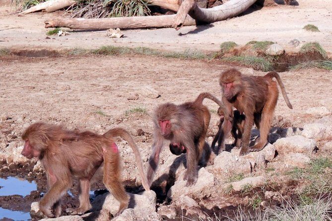 2 Days Wildlife Safari to Awash National Park - Key Points