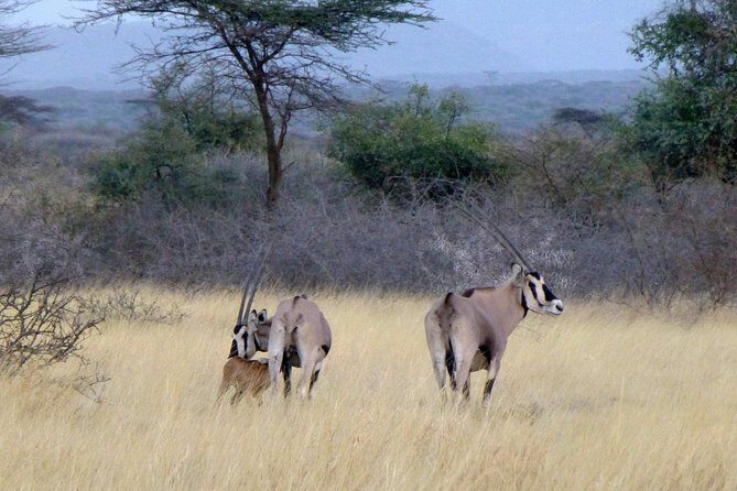 2 Days Wildlife Safari to Awash National Park - What Could Be Better