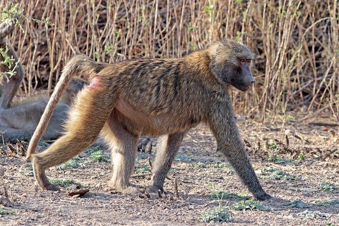 2 Days Wildlife Safari to Awash National Park - Transport and Comfort