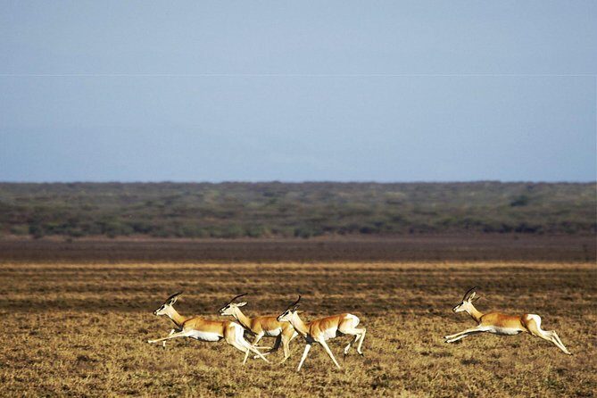 2 Days Wildlife Safari to Awash National Park - Food and Accommodation