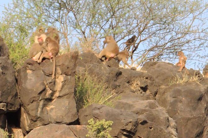 2 Days Wildlife Safari to Awash National Park - Who Would Love This Tour?