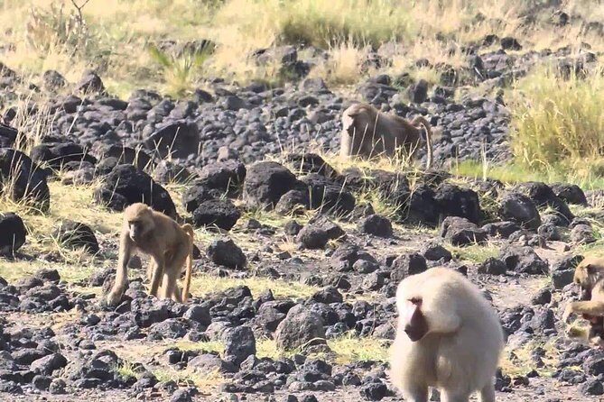 2 Days Wildlife Safari to Awash National Park - The Sum Up
