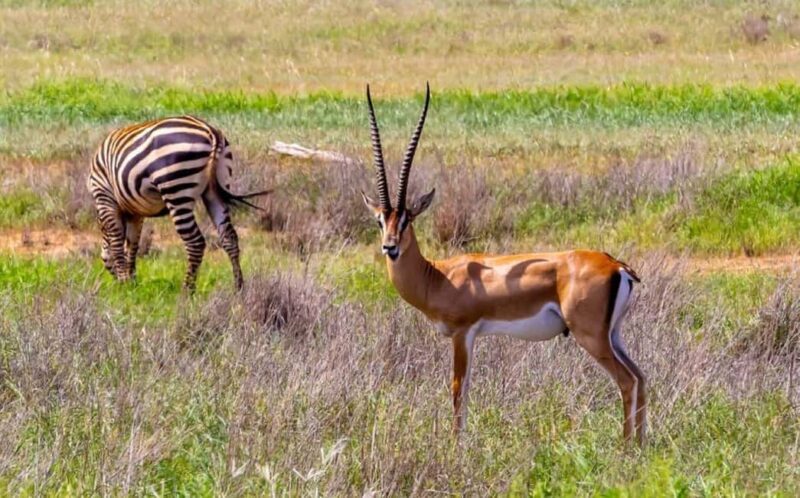 2-Days Wildlife Safari to Tsavo East & Tsavo West Park - The Sum Up
