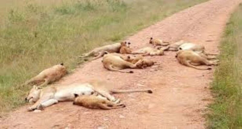 2-Days Wildlife Safari to Tsavo East & Tsavo West Park - FAQs