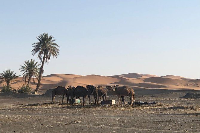 2 Days Zagoura Desert Trip from Marrakech - Camel Trek - Berber Tent - Key Points  