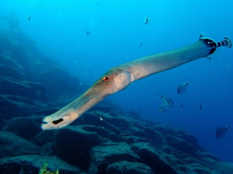 2-dive-guided-scuba-diving-for-qualified-divers
