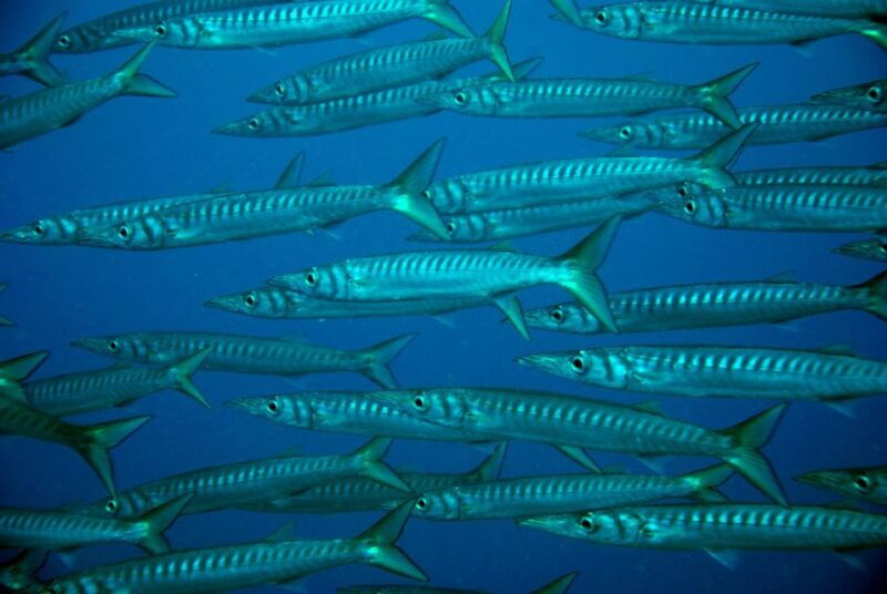 2-dive-guided-scuba-diving-for-qualified-divers