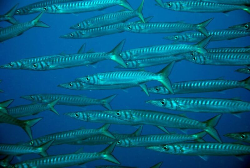 2-dive-guided-scuba-diving-for-qualified-divers