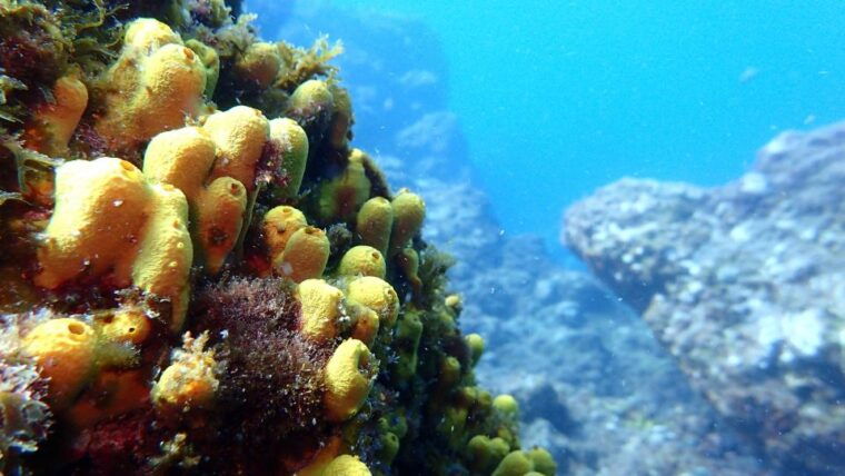 2-dive-guided-scuba-diving-for-qualified-divers