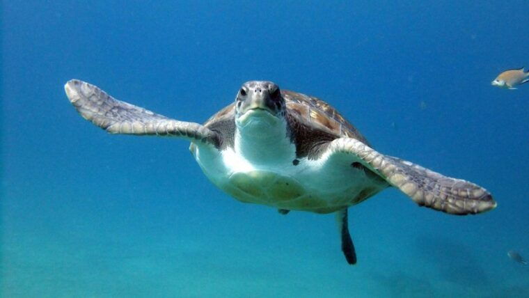 2-dive-guided-scuba-diving-for-qualified-divers