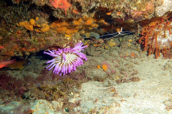 2 Dive Package for PADI Qualified Divers in Gran Canaria - Why Choose This Dive Package?