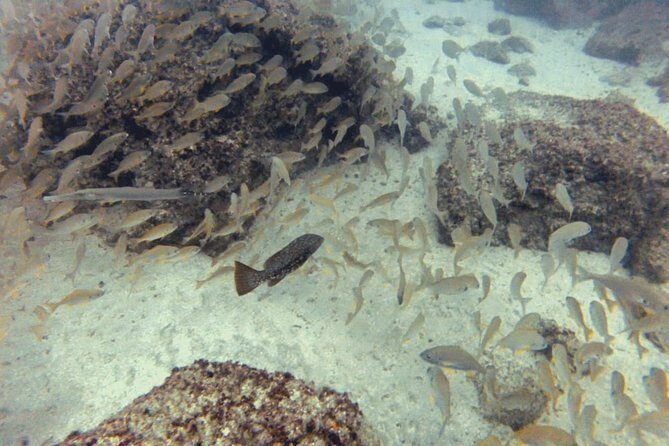 2 Dive Package for PADI Qualified Divers in Gran Canaria - The Experience: Real Traveler Insights