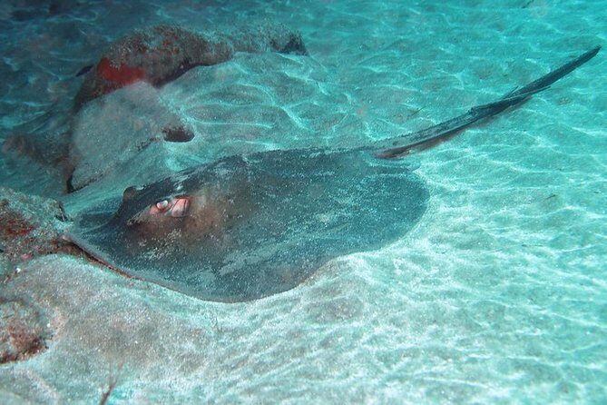 2 Dive Package for Qualified Divers in Gran Canaria - Introduction