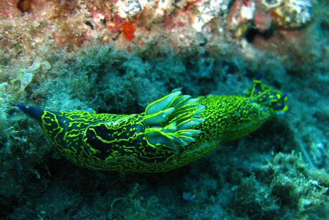 2 Dive Package for Qualified Divers in Gran Canaria - The Marine Environment of Gran Canaria