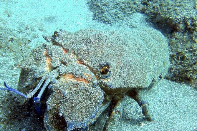 2 Dive Package for Qualified Divers in Gran Canaria - Final Thoughts