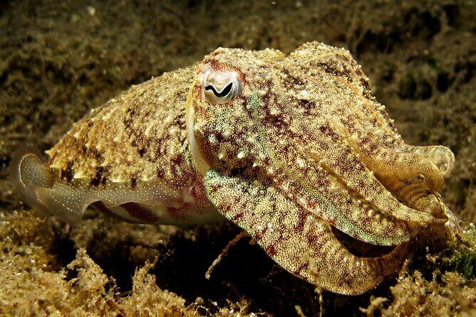 2 dives at coral reefs, Half day for certified divers - Who Will Love This Tour?