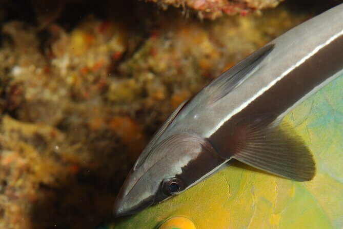 2 dives at coral reefs, Half day for certified divers - Final Thoughts