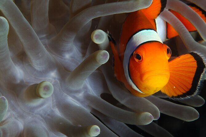 2 dives at coral reefs, Half day for certified divers - FAQs