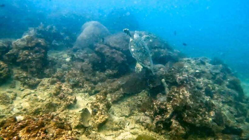 2-dives-at-stunning-beach-coral-reef-in-the-heart-of-phuket