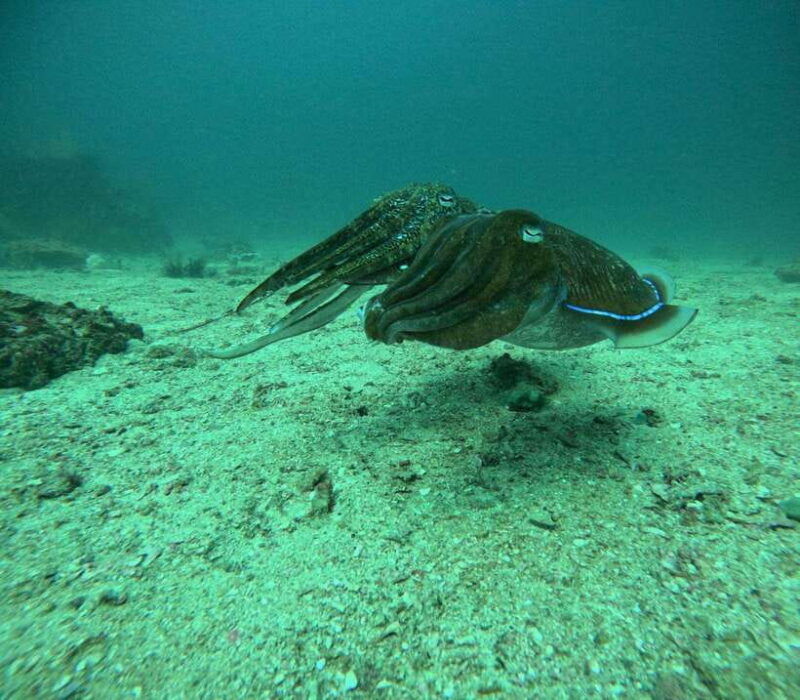 2-dives-at-stunning-beach-coral-reef-in-the-heart-of-phuket