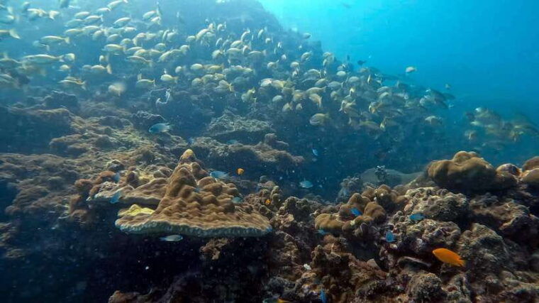 2-dives-at-stunning-beach-coral-reef-in-the-heart-of-phuket