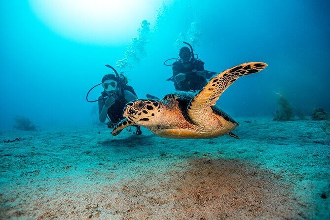 2 Dives for Certified Divers in Fujairah with lunch & transfer - Introduction: What Makes This Fujairah Dive Experience Special?