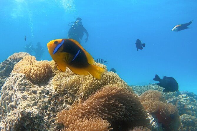 2 Dives in the morning for certified divers in Bora Bora - Value and Pricing