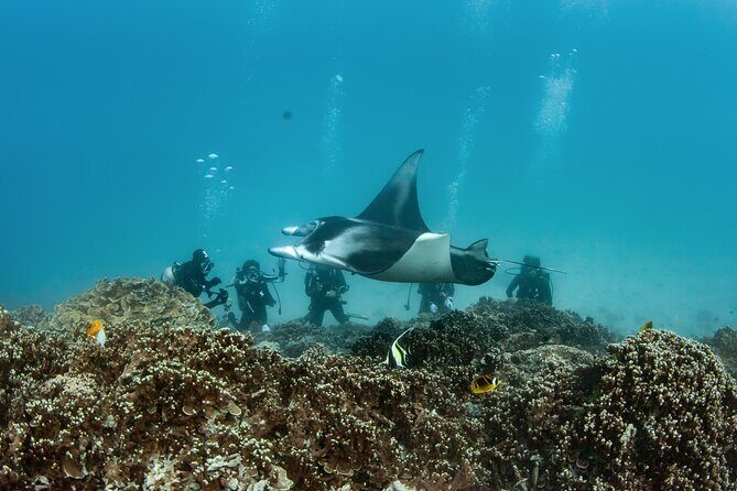 2 Dives in the morning for certified divers in Bora Bora - FAQ
