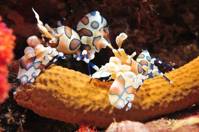 2 dives on coral reefs - no prior experience required - What to Expect from the Phuket Reef Dives