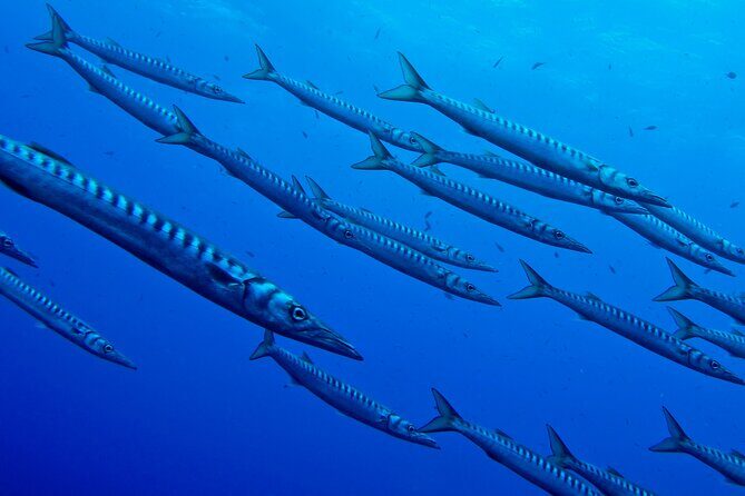 2 dives on coral reefs - no prior experience required - Who Will Love This Tour?