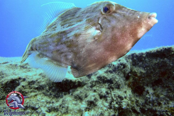 2-diving-sites-scuba-diving-package-in-gran-canaria