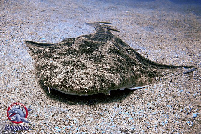 2-diving-sites-scuba-diving-package-in-gran-canaria