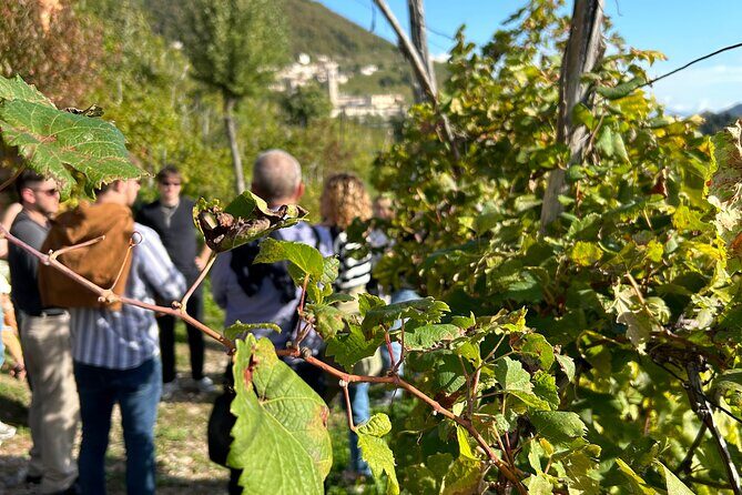 2 Guests Private Prosecco Road Tour All Inclusive from Venice - The Sum Up: Is This Tour Right for You?