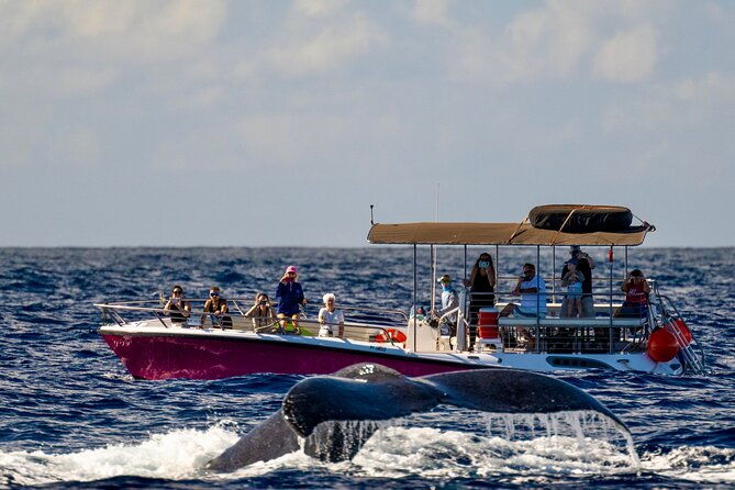 2-hour-afternoon-lahaina-whale-watch