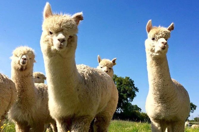 2-Hour Alpaca Farm Experience in Kenilworth - Practical Details