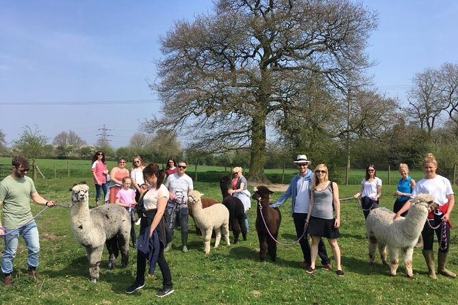 2-Hour Alpaca Farm Experience in Kenilworth - Should You Book This Tour?
