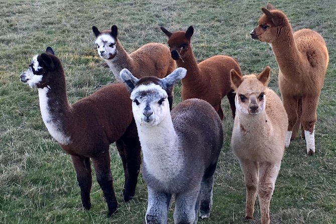 2-Hour Alpaca Farm Experience in Kenilworth - Final Words
