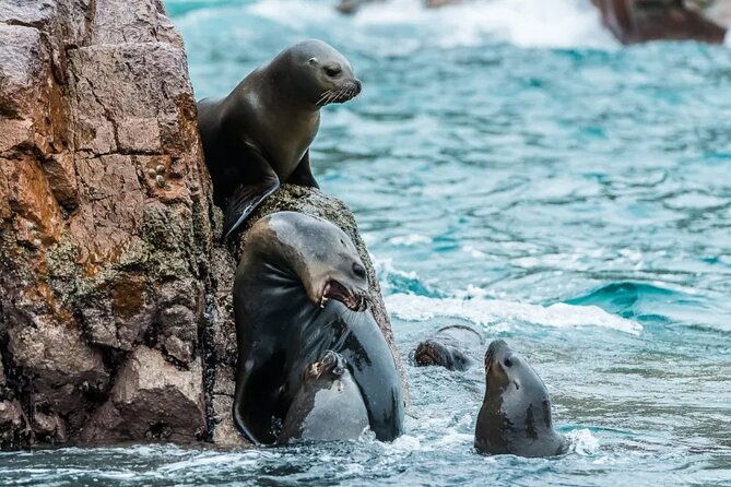 2-hour-ballestas-islands-tour-by-modern-boat