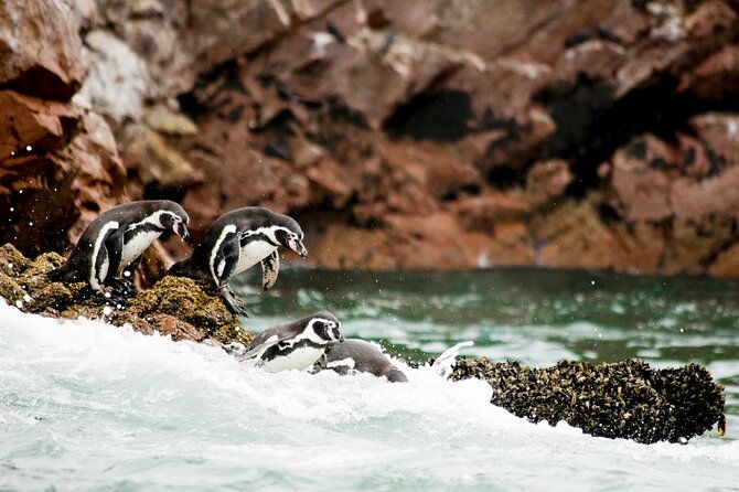 2-hour-ballestas-islands-tour-by-modern-boat