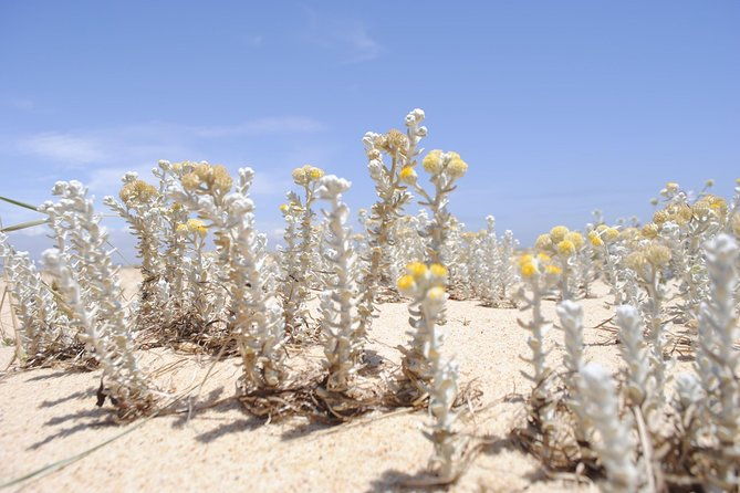 2-hour-bird-watching-guided-boat-trip-in-ria-formosa-from-faro-algarve