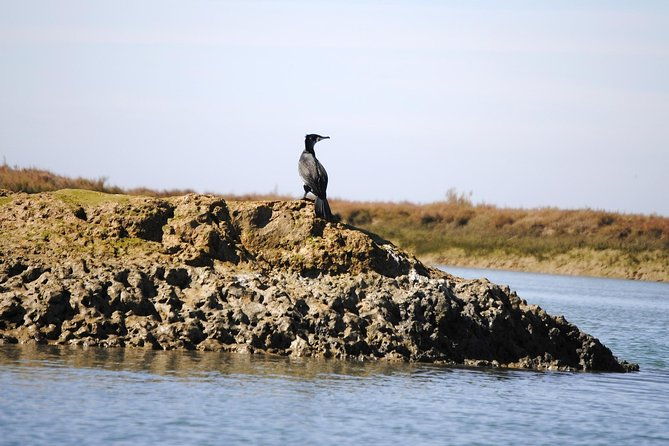 2-hour-bird-watching-guided-boat-trip-in-ria-formosa-from-faro-algarve