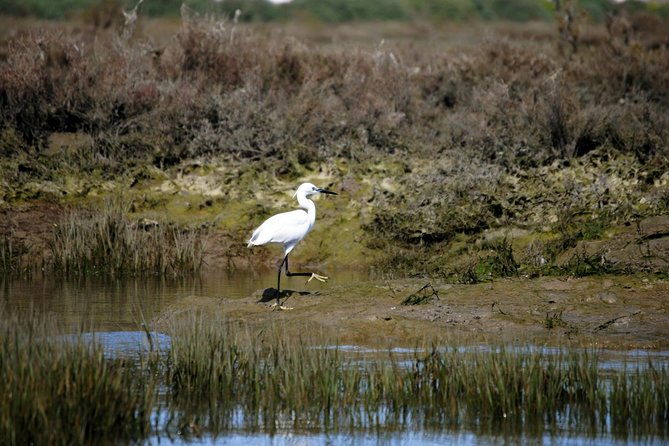 2-hour-bird-watching-guided-boat-trip-in-ria-formosa-from-faro-algarve
