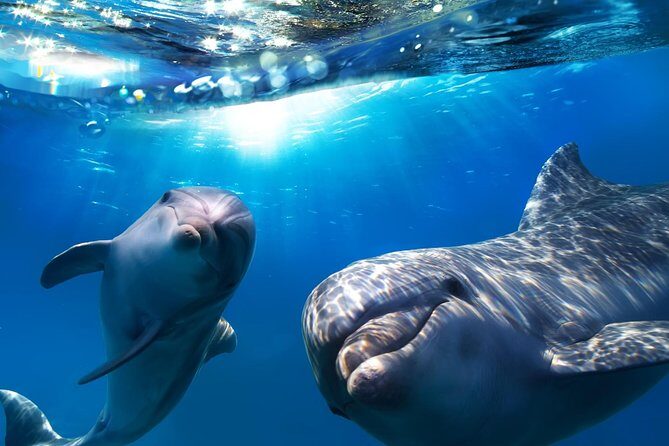 2-Hour Dolphin and Whale Watching in Gran Canaria - Overview of the Tour: What to Expect