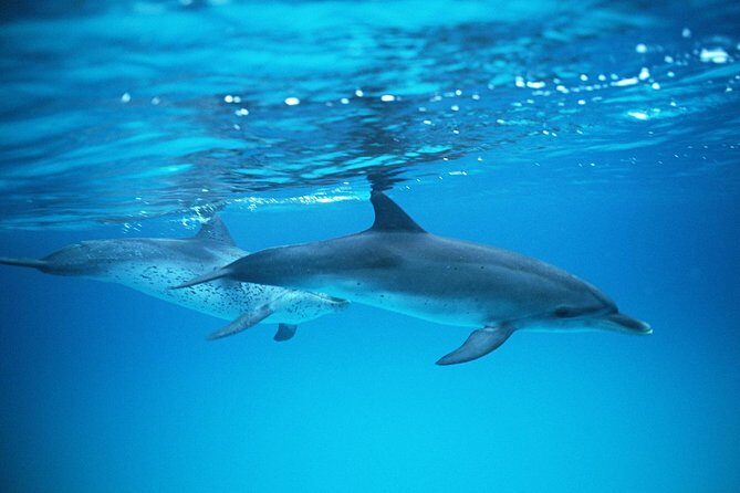 2-Hour Dolphin and Whale Watching in Gran Canaria - The Experience: What It Feels Like