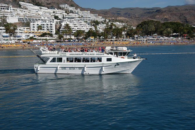2-Hour Dolphin and Whale Watching in Gran Canaria - The Sum Up