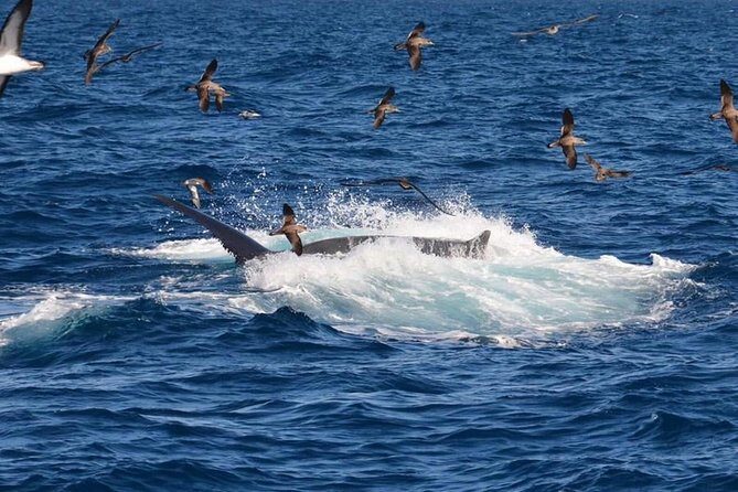 2-Hour Dolphin and Whale Watching in Gran Canaria - FAQ