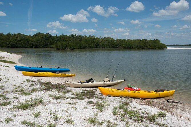 2 Hour Dolphin, Birding and Shelling Tour - Exploring the Itinerary: What to Expect