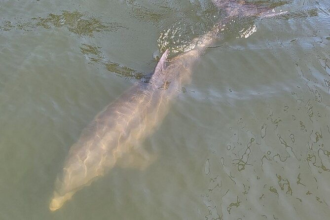 2-hour-dolphin-sightseeing-tour-in-melbourne-florida-2